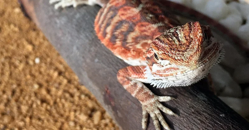 Les erreurs d'achat qui ruinent un aquarium : pierres peintes, toxiques et autres pièges