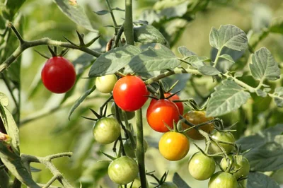 tomates