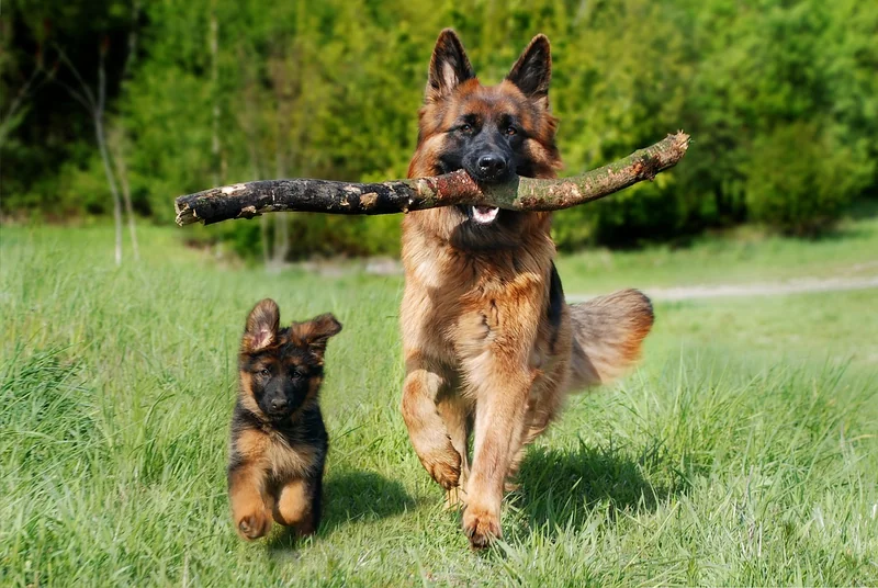 Quelle race de chien pour détecter les punaises de lit ?