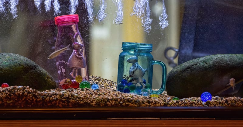 Pierre naturelle en aquarium : le guide complet pour bien la choisir et l'utiliser