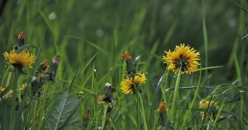 Le jardin connecté : ce que personne ne vous dit sur les limites