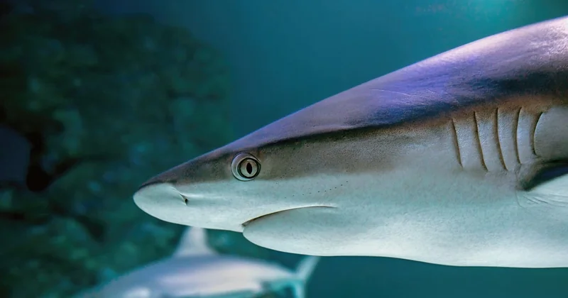 Nettoyage et désinfection : le protocole qui tue (les parasites, pas vos poissons)