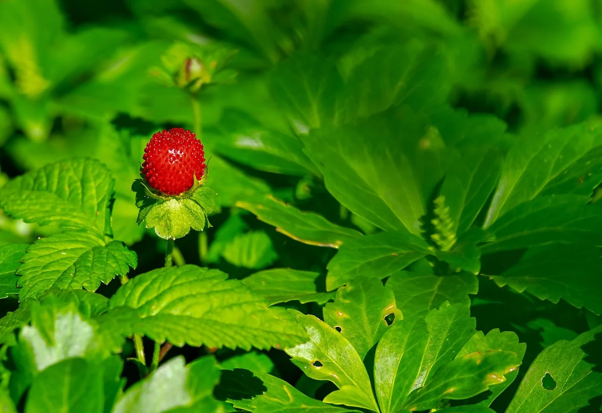 Entretien des plants de fraises : eau, paillage et taille