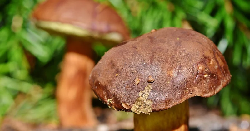 Le bolet jaune est-il comestible ?
