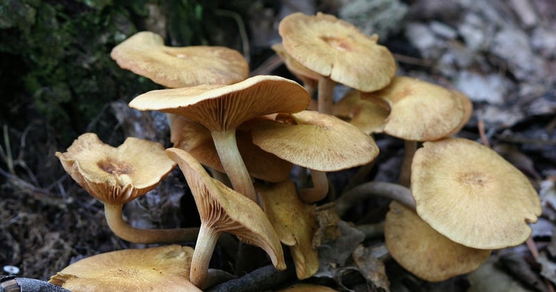 Le champignon bolet jaune : comment le reconnaître et le cuisiner