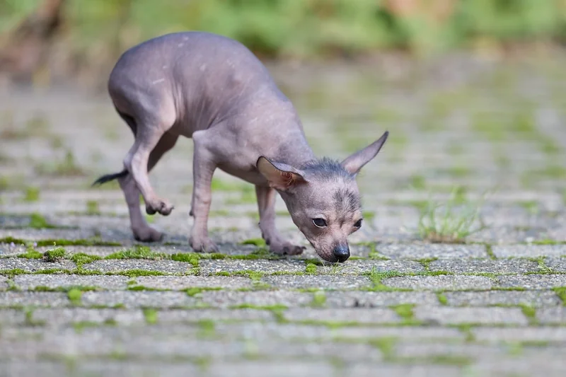 Pourquoi ce prix-là ? Ce que couvre vraiment une prestation canine