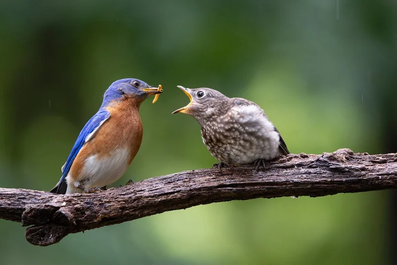 Alimentation des oisillons de mésange : le point critique