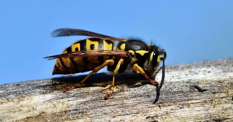Piqûre la nuit mais pas de punaise : pourquoi ce n'est pas toujours un insecte