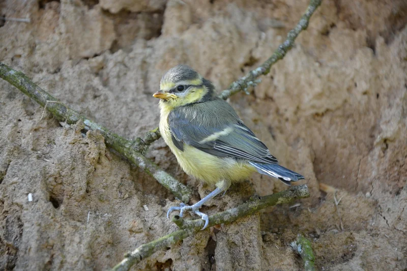 Que faire quand on trouve un oisillon de mésange ?
