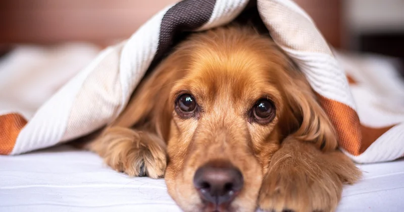 Acheter un chien détecteur de punaise de lit : la fausse bonne idée
