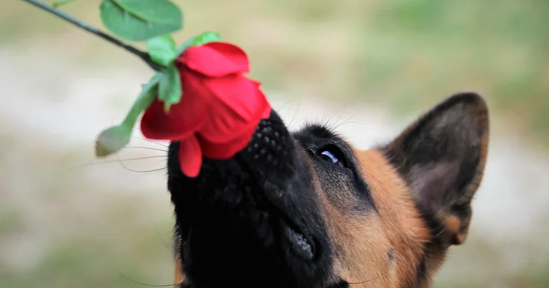 Chien détecteur de punaise de lit : les avis disent quoi, au fond ?