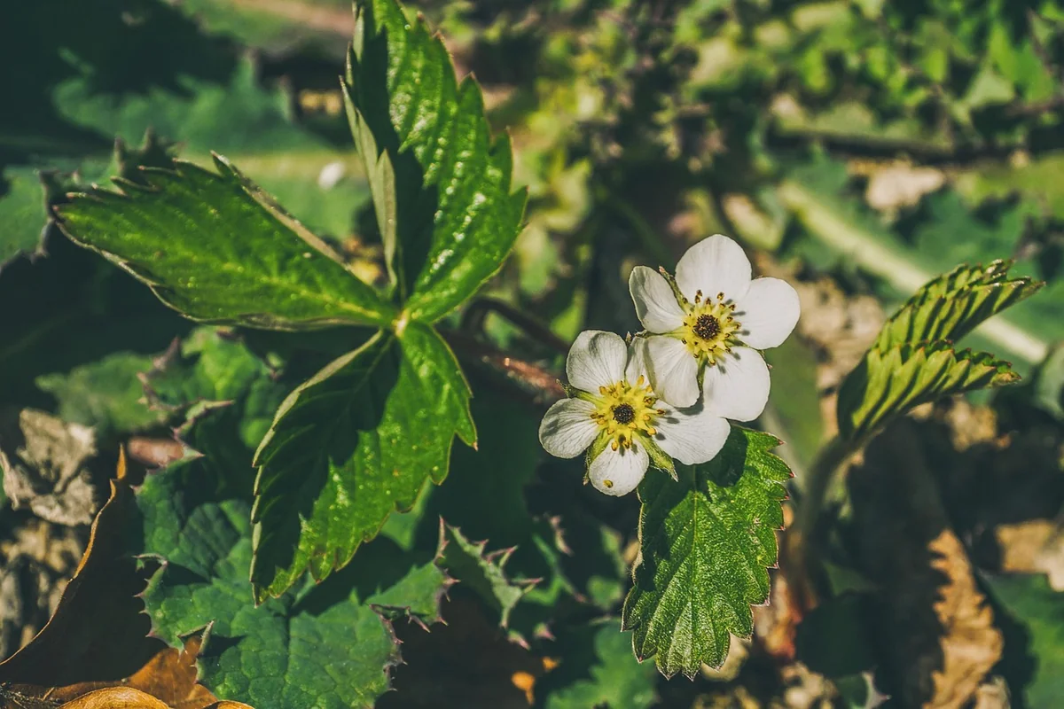 Le sol idéal pour fraisiers : préparation et entretien